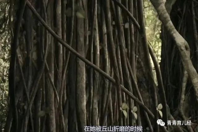 司藤结局剧情_司藤结局没懂_司藤结局