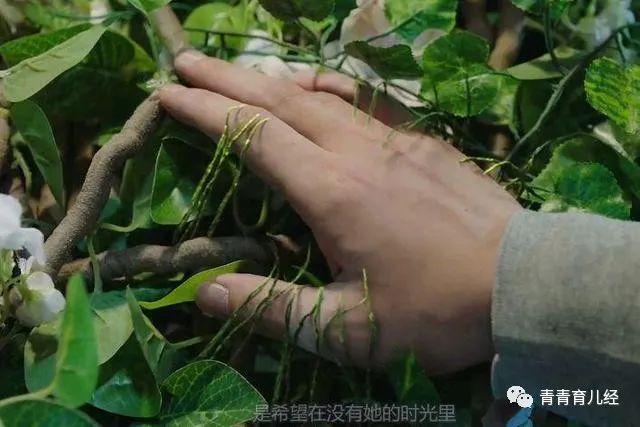 司藤结局没懂_司藤结局_司藤结局剧情