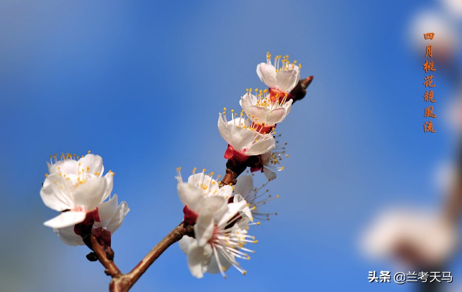四月是我的生日_生日是看阳历还是阴历为准_生日是妈妈的受难日