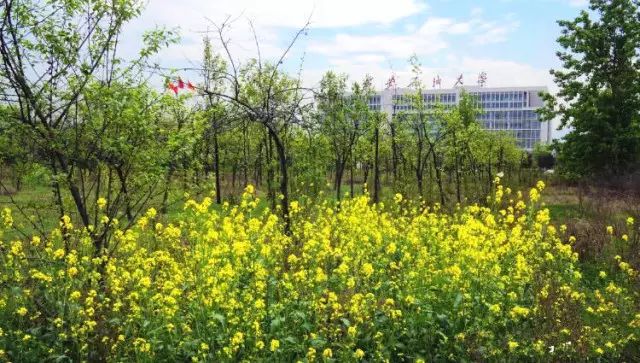 西安石油大学教务系_西安石油大学教务处网站_西安石油大学教务