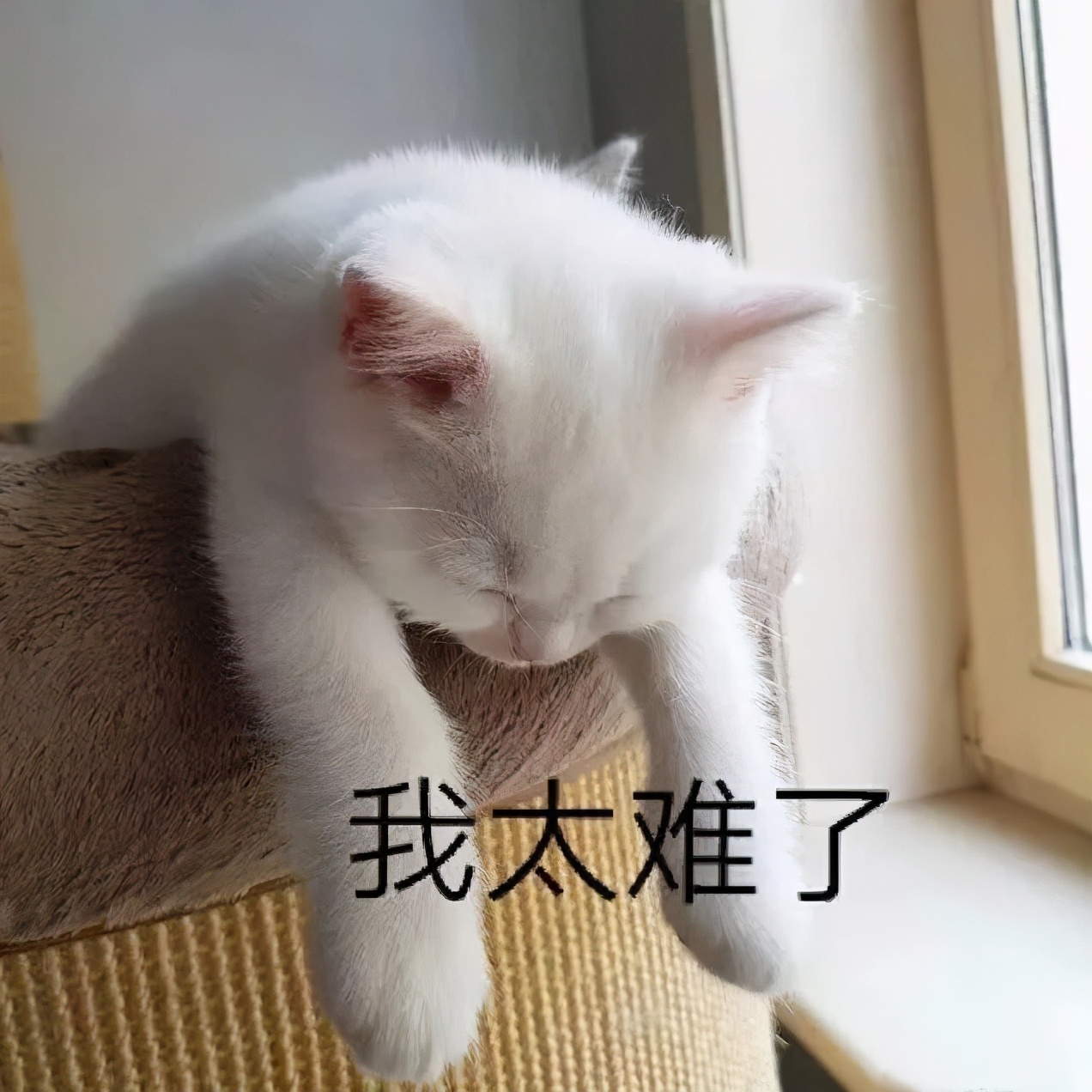 dbq是什么意思_意思是什么_意思是打算的英文