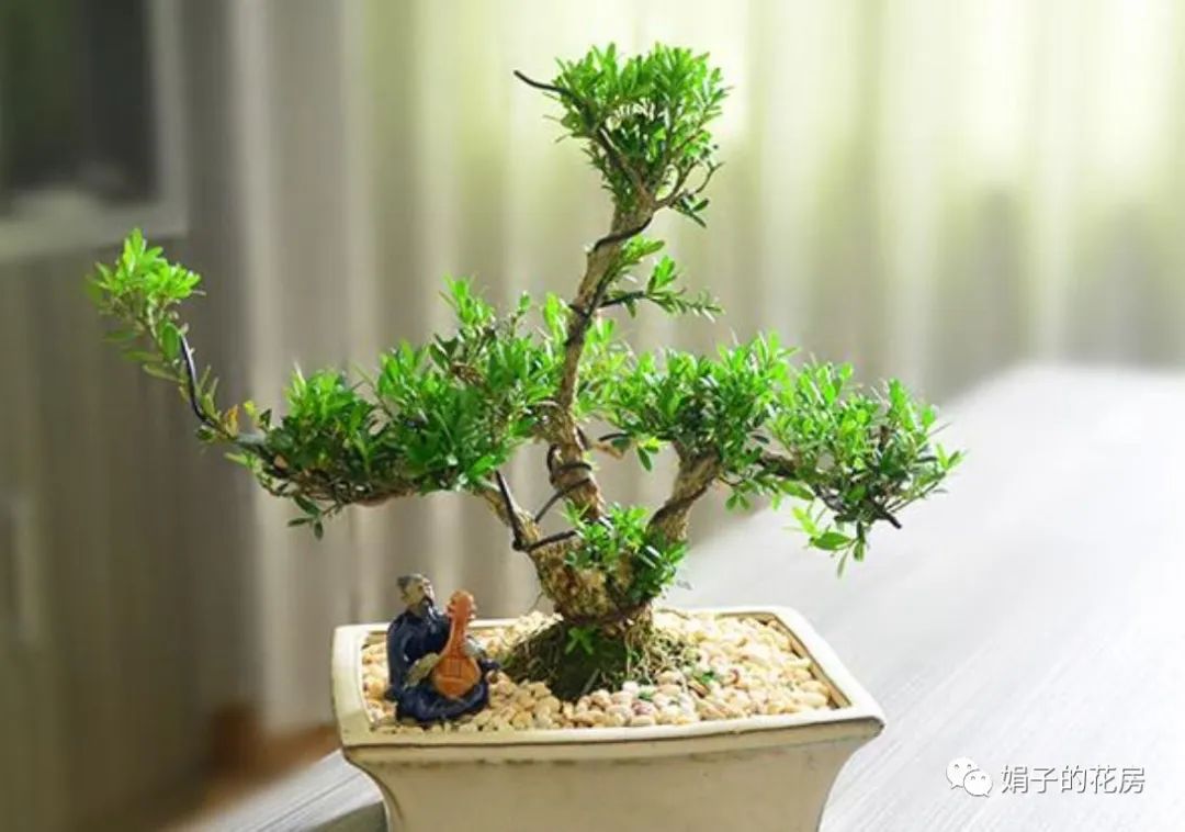 贵精不贵多什么意思_精贵_贵精不贵多