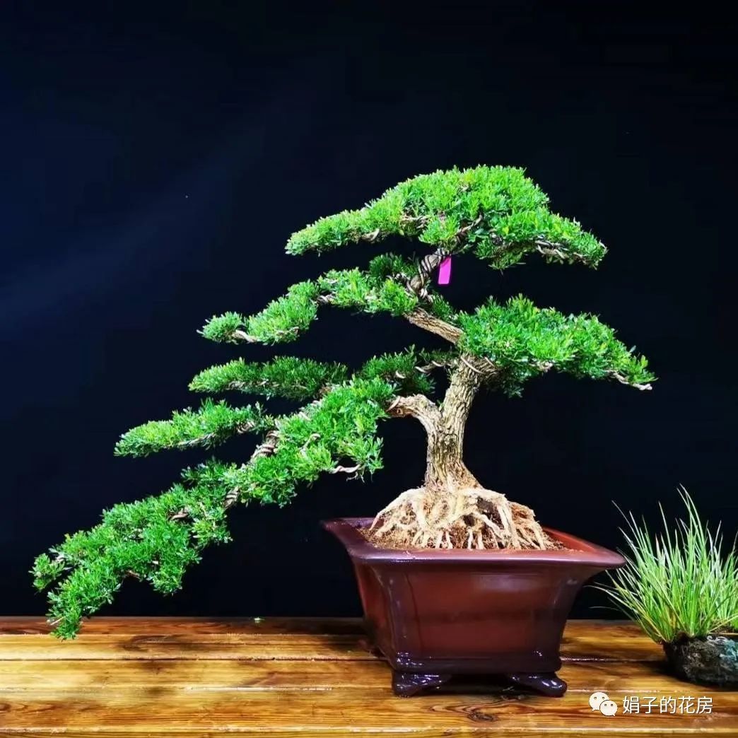 贵精不贵多什么意思_精贵_贵精不贵多