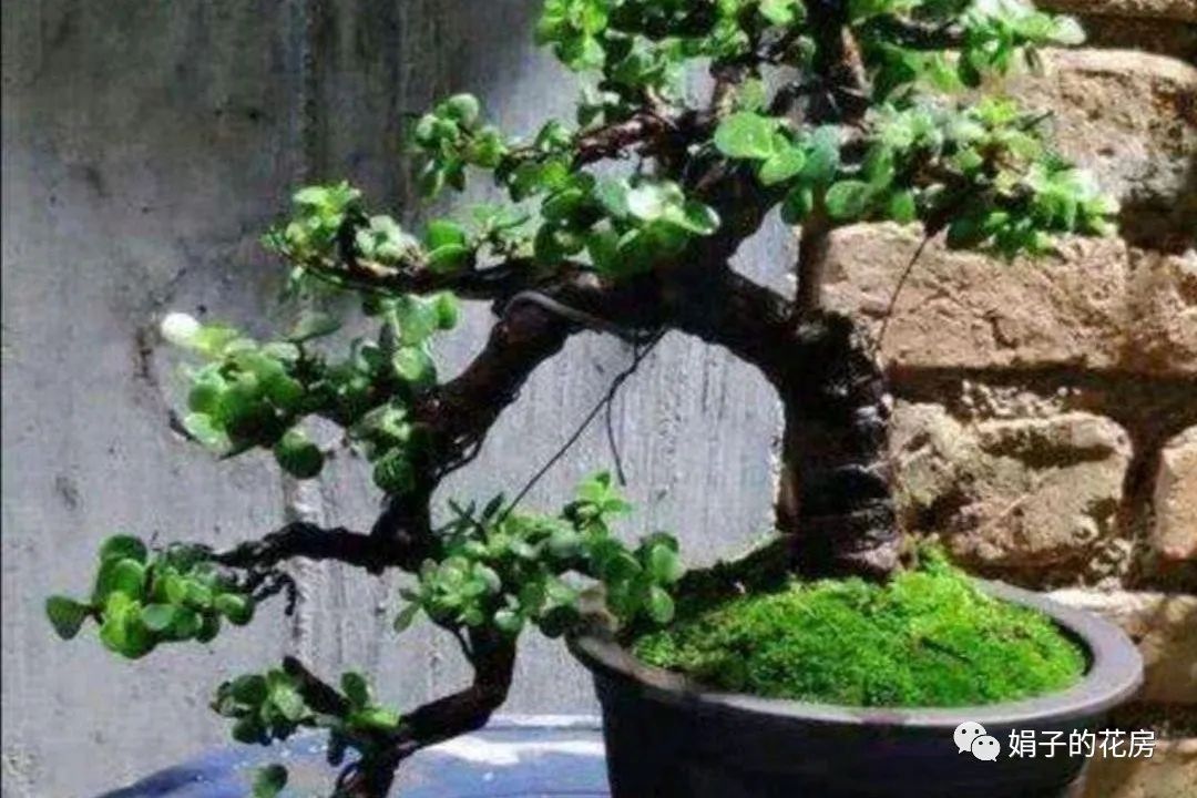 贵精不贵多什么意思_精贵_贵精不贵多
