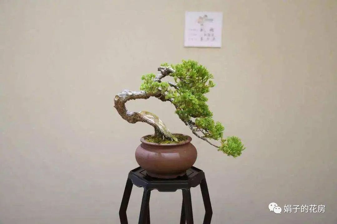 贵精不贵多什么意思_精贵_贵精不贵多