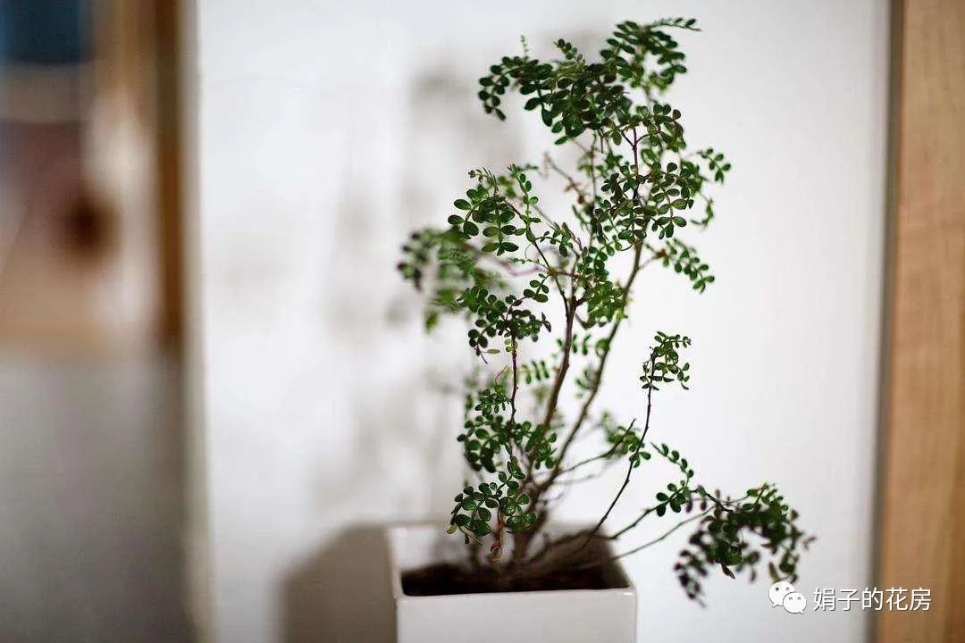 贵精不贵多什么意思_精贵_贵精不贵多