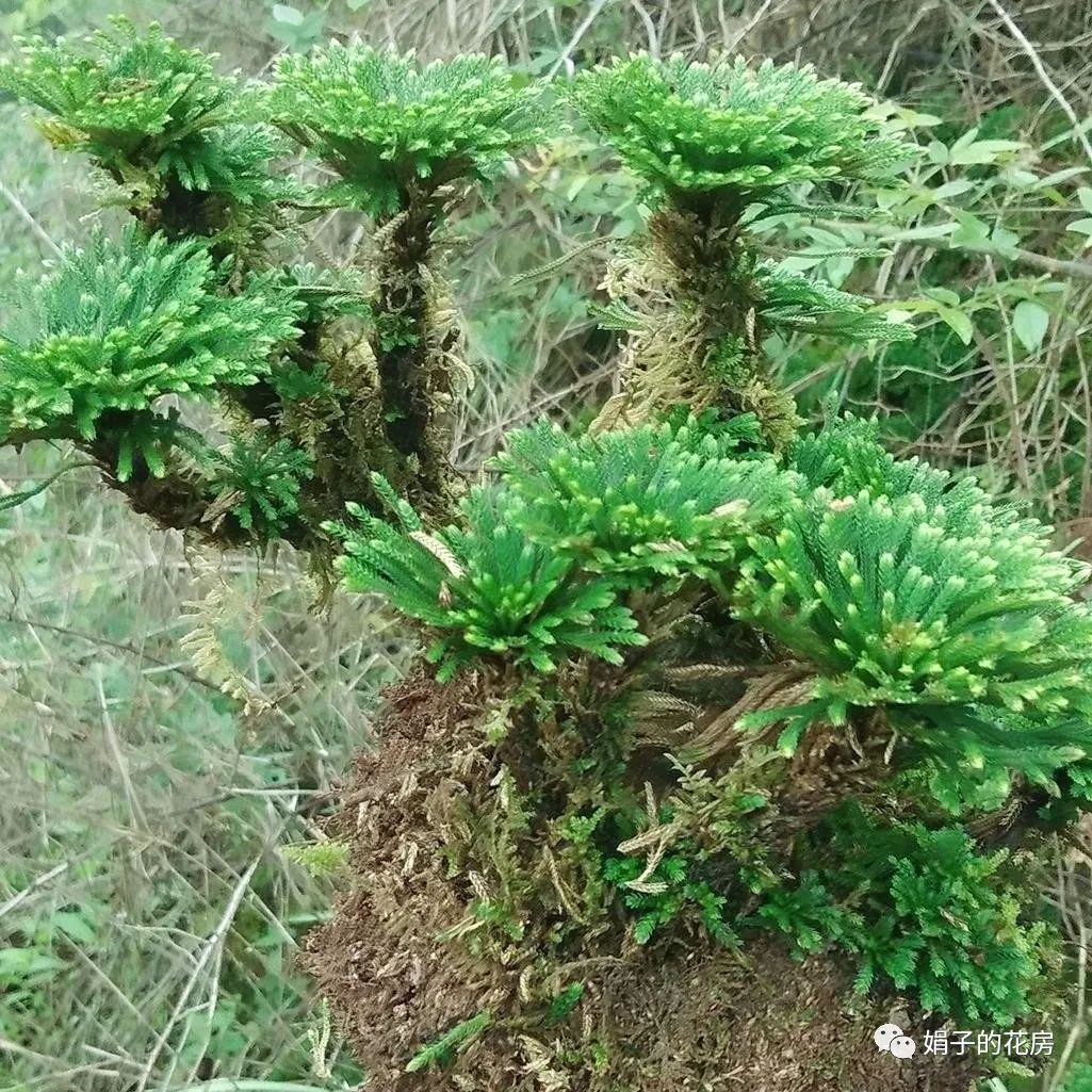 精贵_贵精不贵多_贵精不贵多什么意思