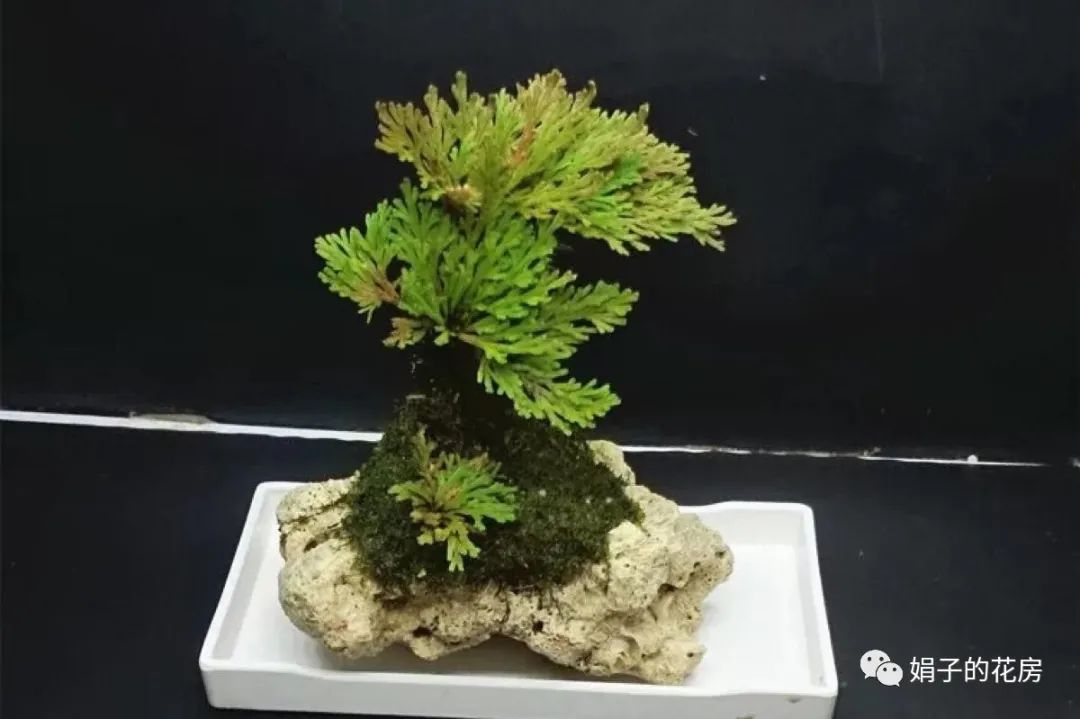 精贵_贵精不贵多什么意思_贵精不贵多