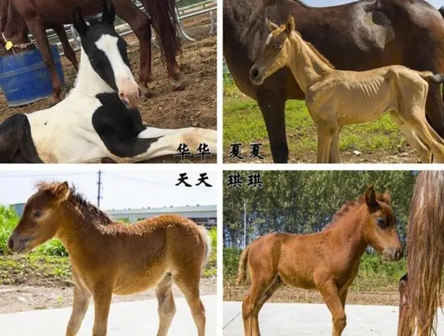 贵精不贵多什么意思_精贵_贵精不贵多下一句