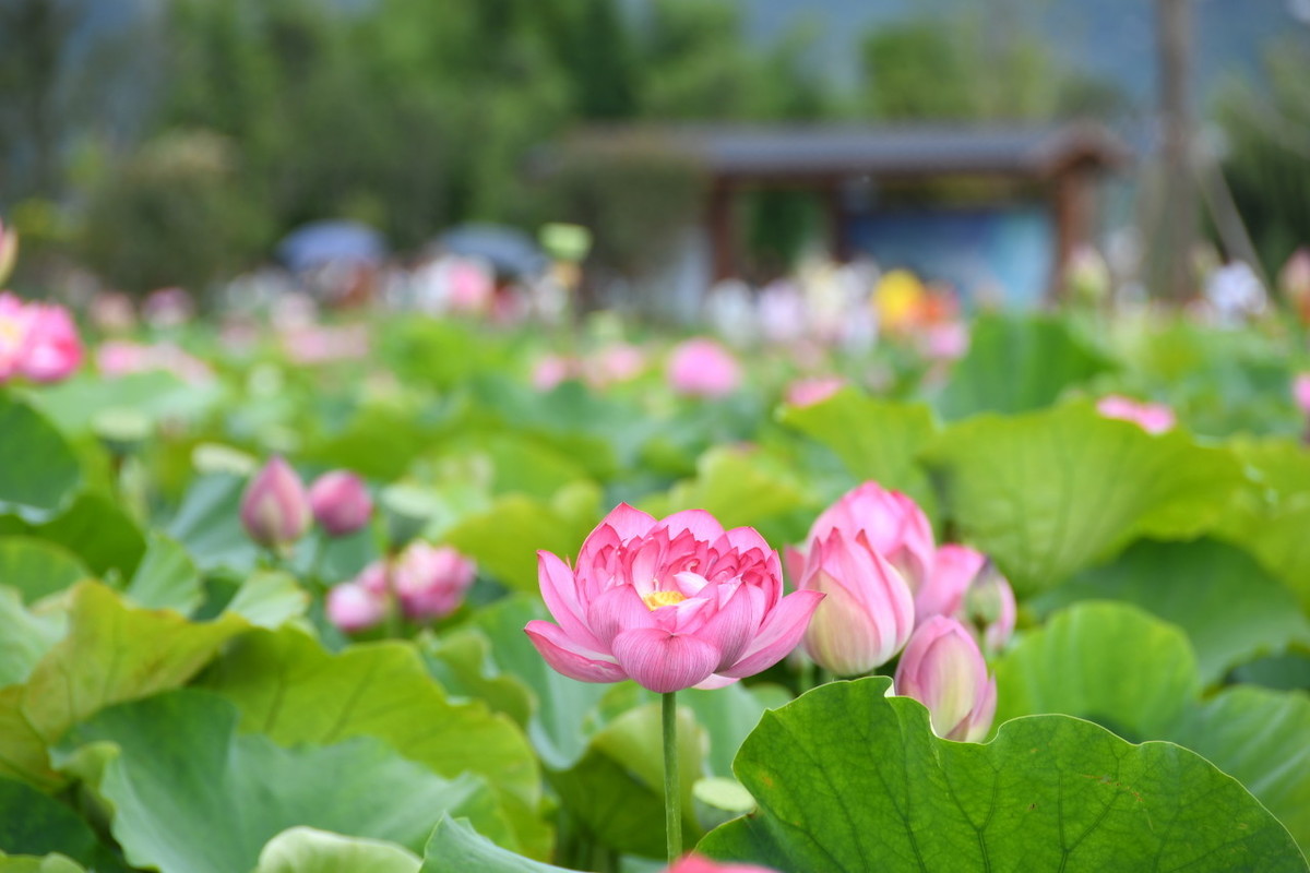 仞丈尺_仞组词_仞