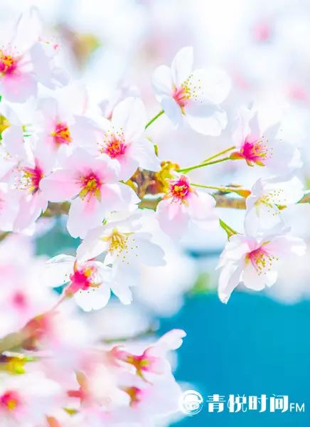 芯蕊怎么读_芯蕊怎么读_芯蕊怎么读
