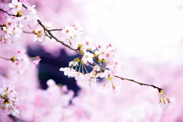 芯蕊怎么读_芯蕊怎么读_芯蕊怎么读