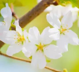 芯蕊怎么读_芯蕊怎么读_芯蕊怎么读