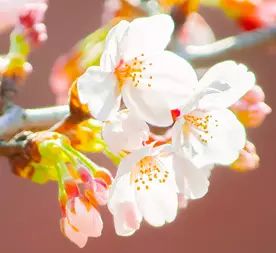 芯蕊怎么读_芯蕊怎么读_芯蕊怎么读