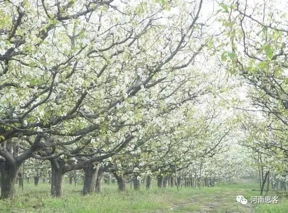 芯蕊怎么读_芯蕊怎么读_芯蕊怎么读