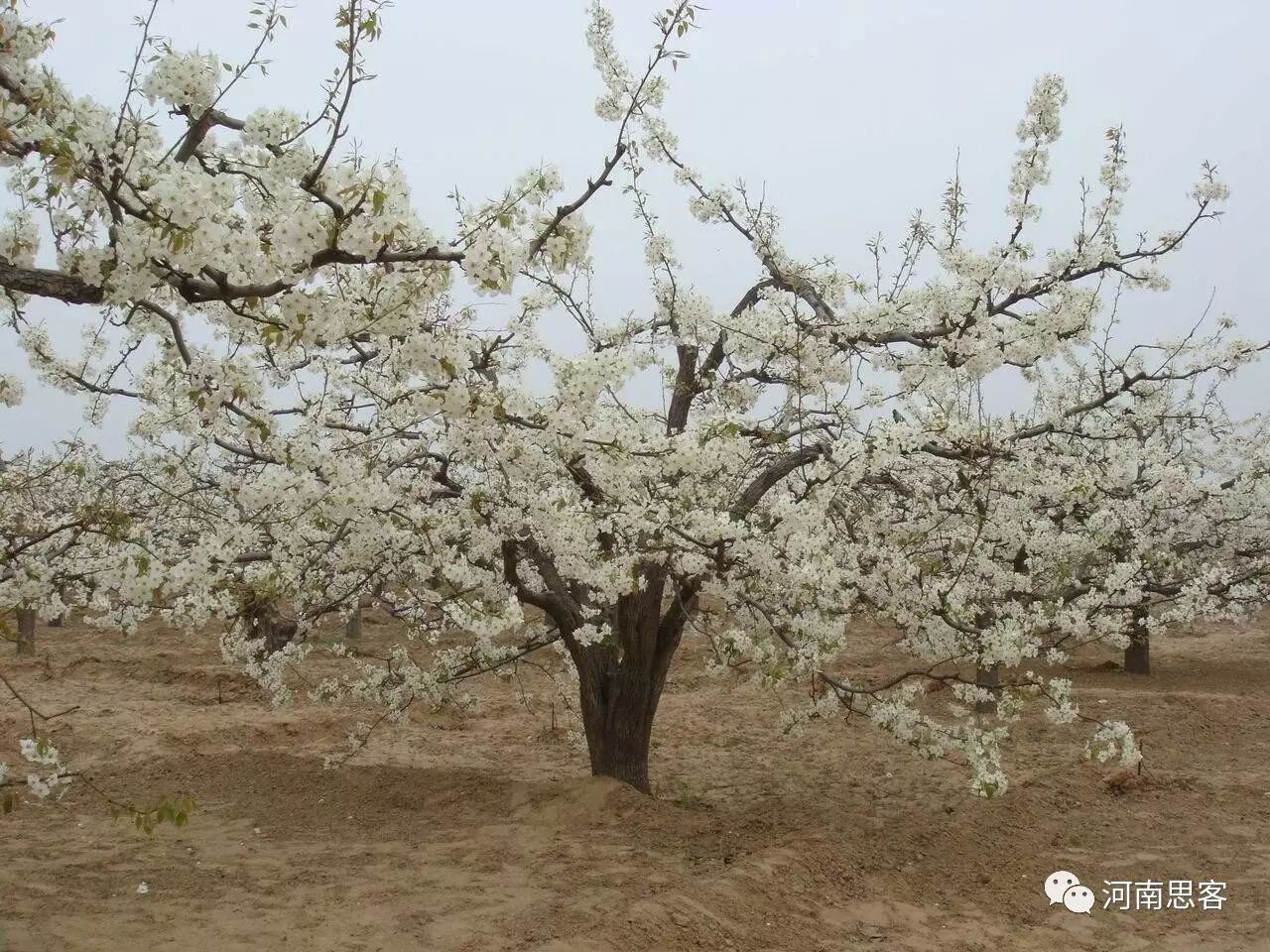 芯蕊怎么读_芯蕊怎么读_芯蕊怎么读