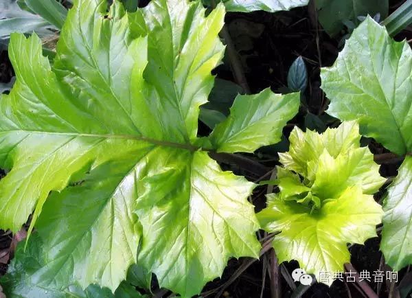 茛_茛菪_茛菪这个字怎么读
