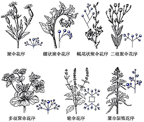 茛_茛菪_茛菪这个字怎么读