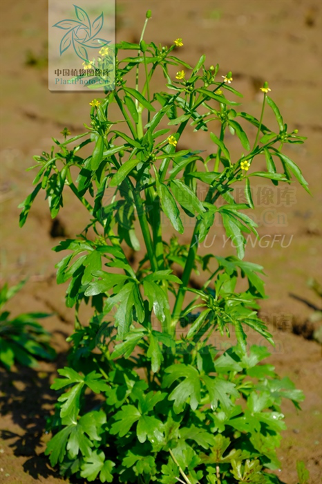 茛_茛菪_茛菪这个字怎么读