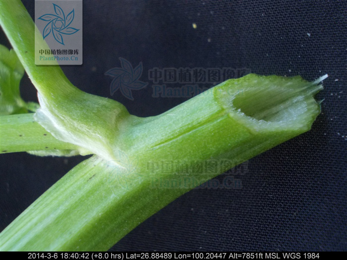 茛菪_茛_茛菪这个字怎么读
