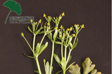 茛菪_茛_茛菪这个字怎么读