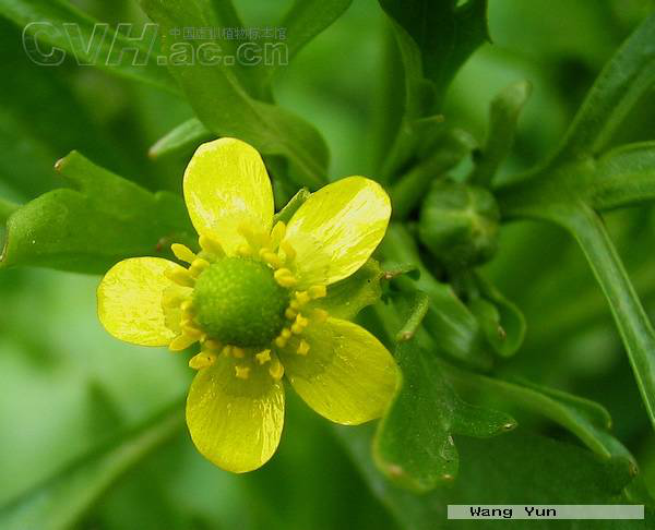 茛菪这个字怎么读_茛_茛菪