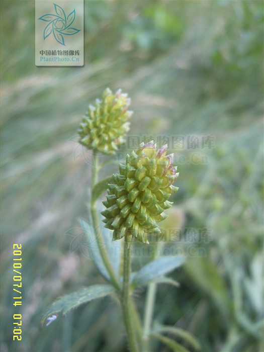 茛菪_茛菪这个字怎么读_茛