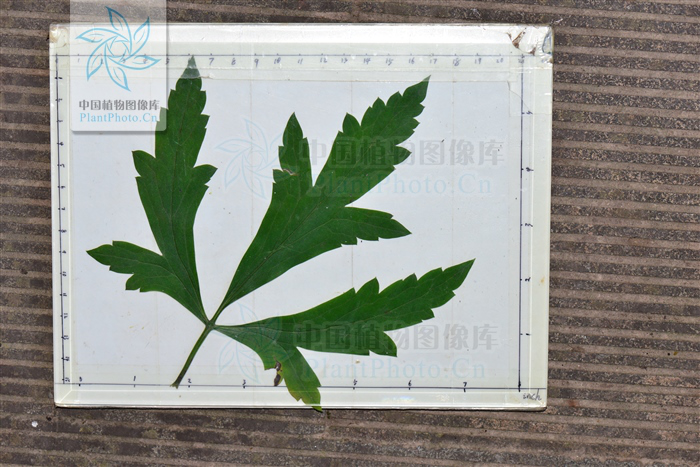 茛菪这个字怎么读_茛_茛菪