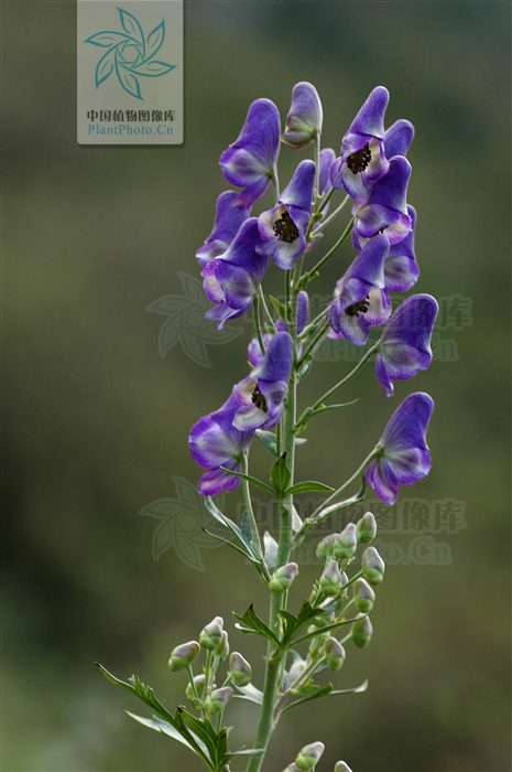 茛_茛菪_茛菪这个字怎么读