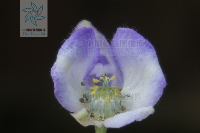茛菪这个字怎么读_茛菪_茛