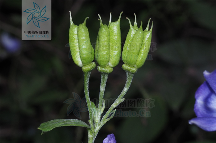 茛菪这个字怎么读_茛菪_茛