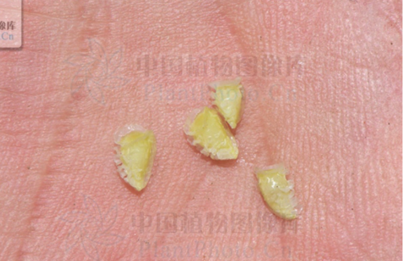 茛菪_茛_茛菪这个字怎么读