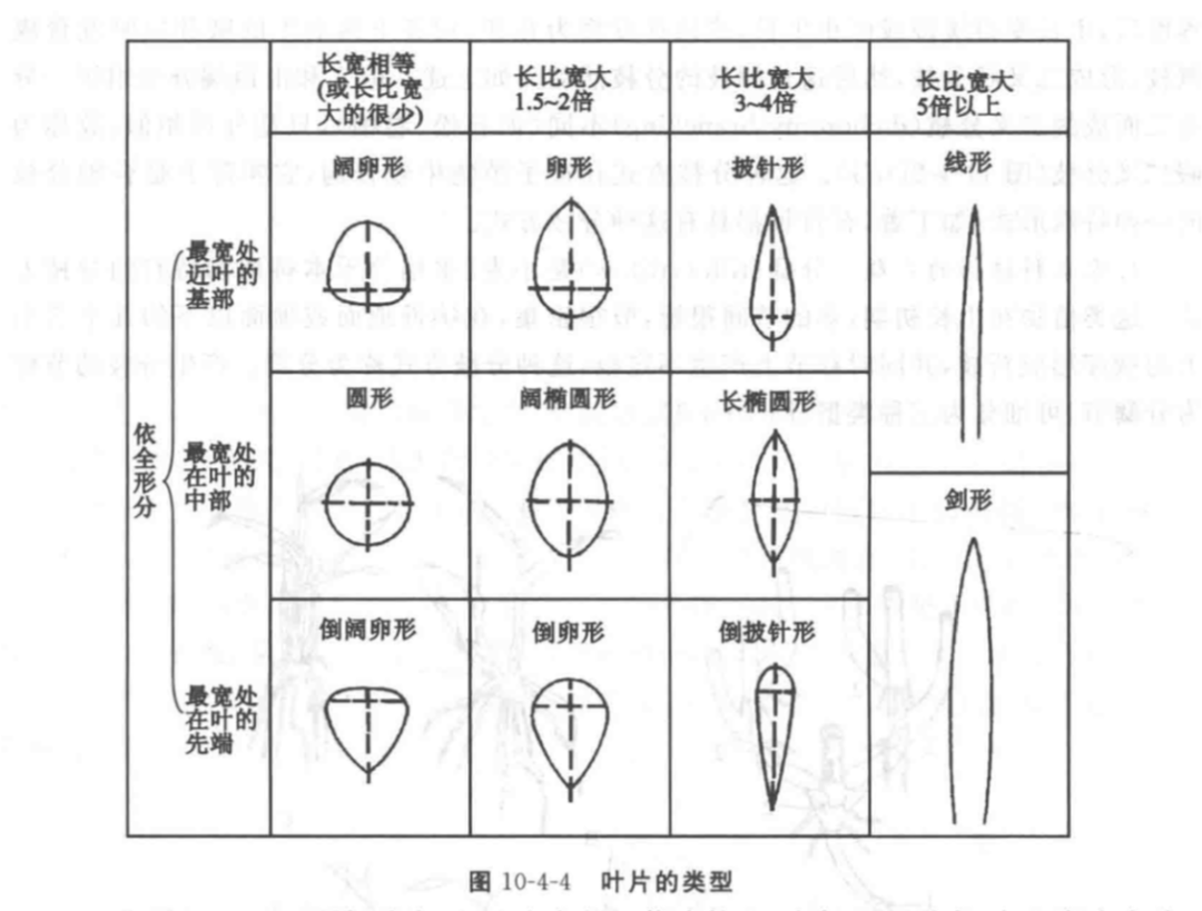 茛_茛菪这个字怎么读_茛菪