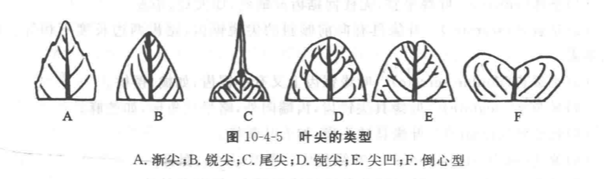 茛菪_茛_茛菪这个字怎么读