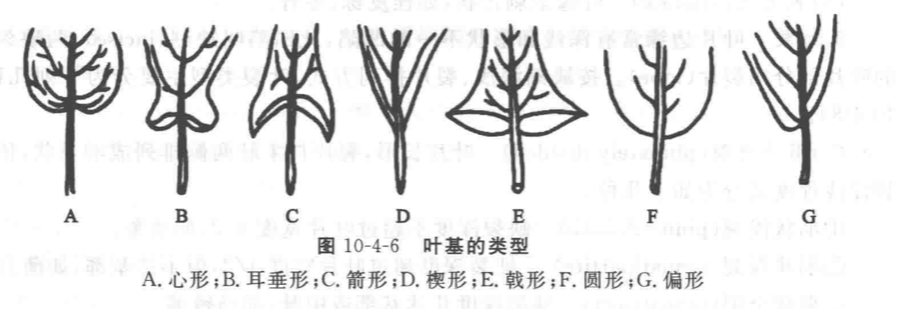 茛菪_茛菪这个字怎么读_茛