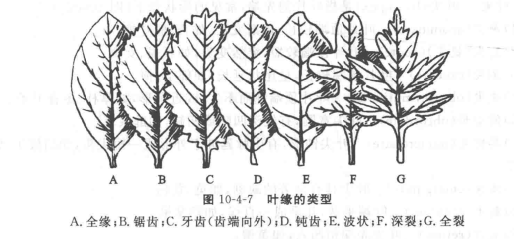 茛_茛菪这个字怎么读_茛菪