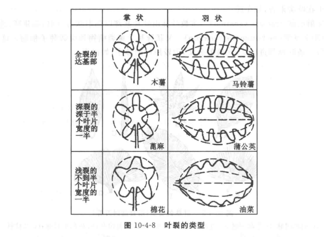 茛菪这个字怎么读_茛_茛菪
