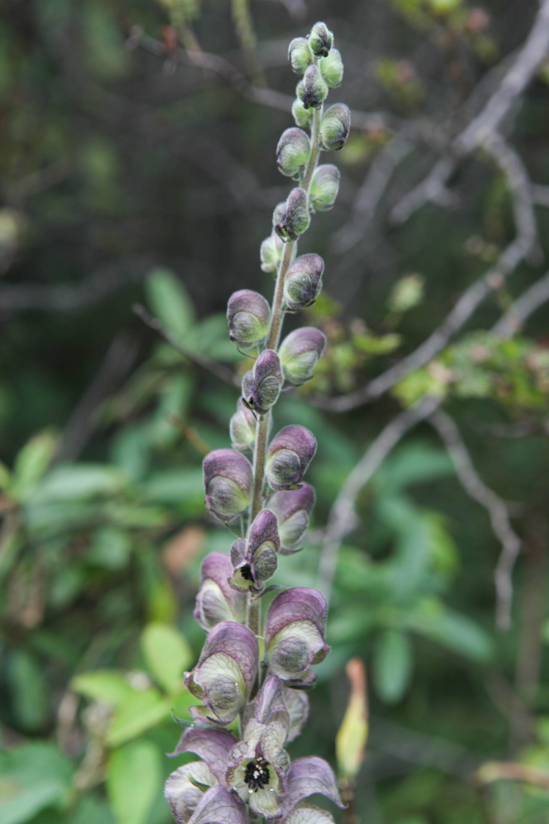 茛菪_茛_茛菪这个字怎么读