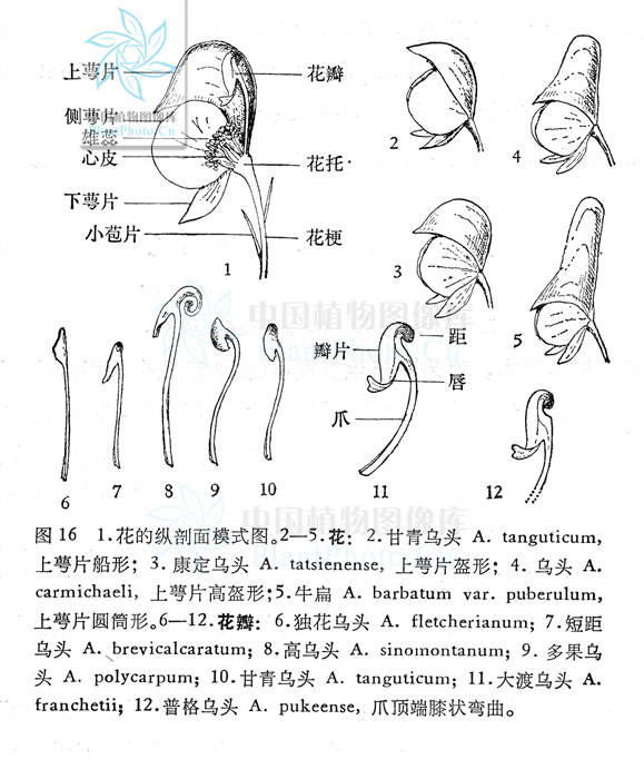 茛菪这个字怎么读_茛_茛菪