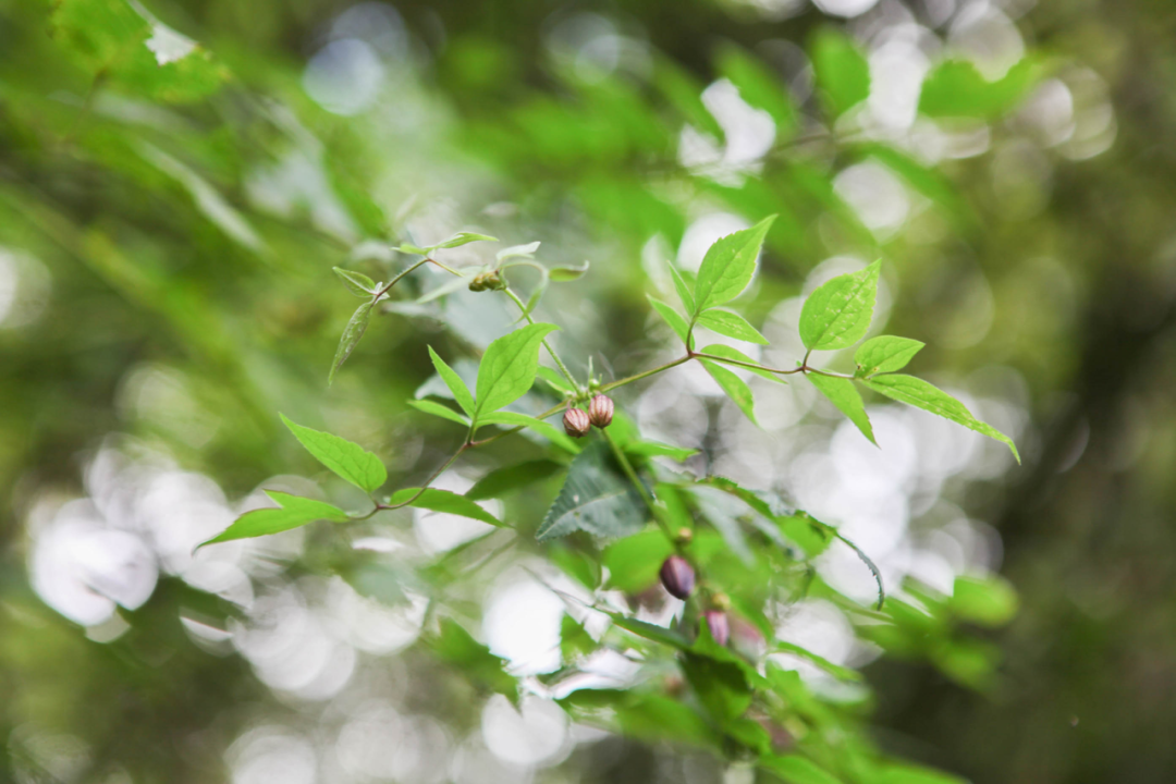茛_茛菪这个字怎么读_茛菪