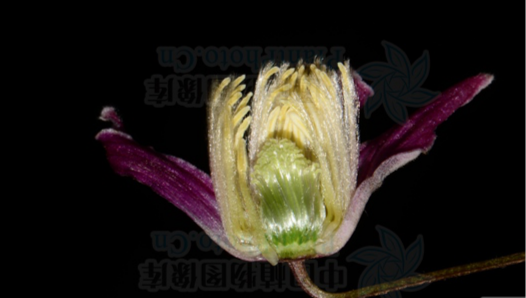 茛_茛菪这个字怎么读_茛菪