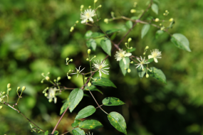 茛菪_茛菪这个字怎么读_茛