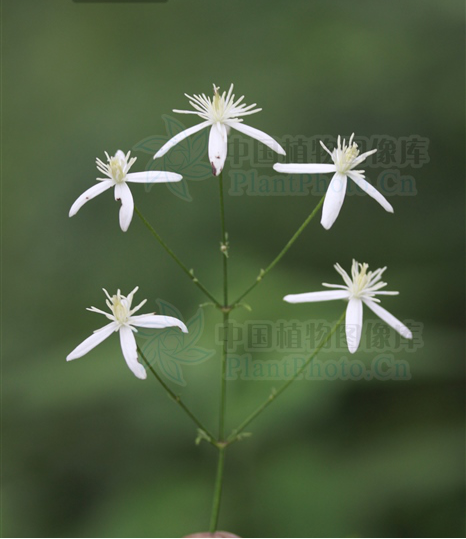 茛菪_茛_茛菪这个字怎么读