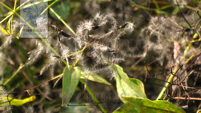 茛菪_茛菪这个字怎么读_茛