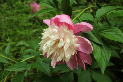 茛菪_茛_茛菪这个字怎么读