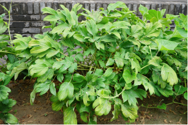 茛菪这个字怎么读_茛_茛菪
