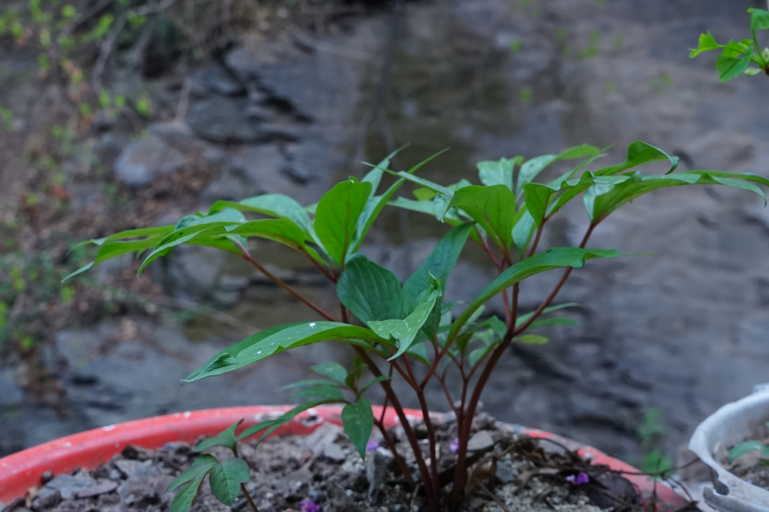茛_茛菪_茛菪这个字怎么读