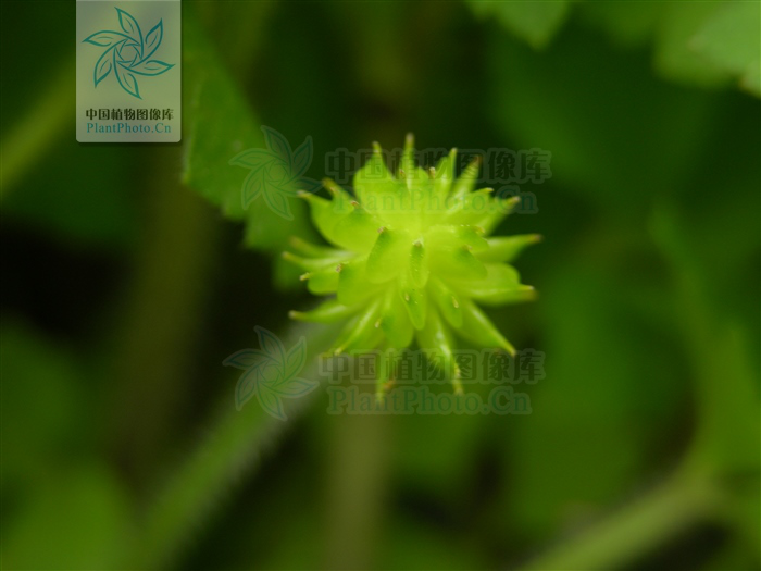茛菪_茛_茛菪这个字怎么读