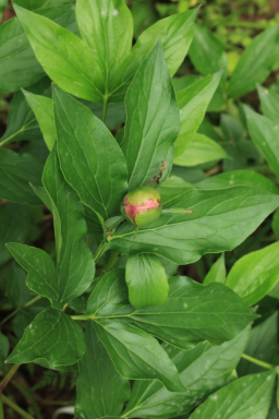 茛_茛菪这个字怎么读_茛菪
