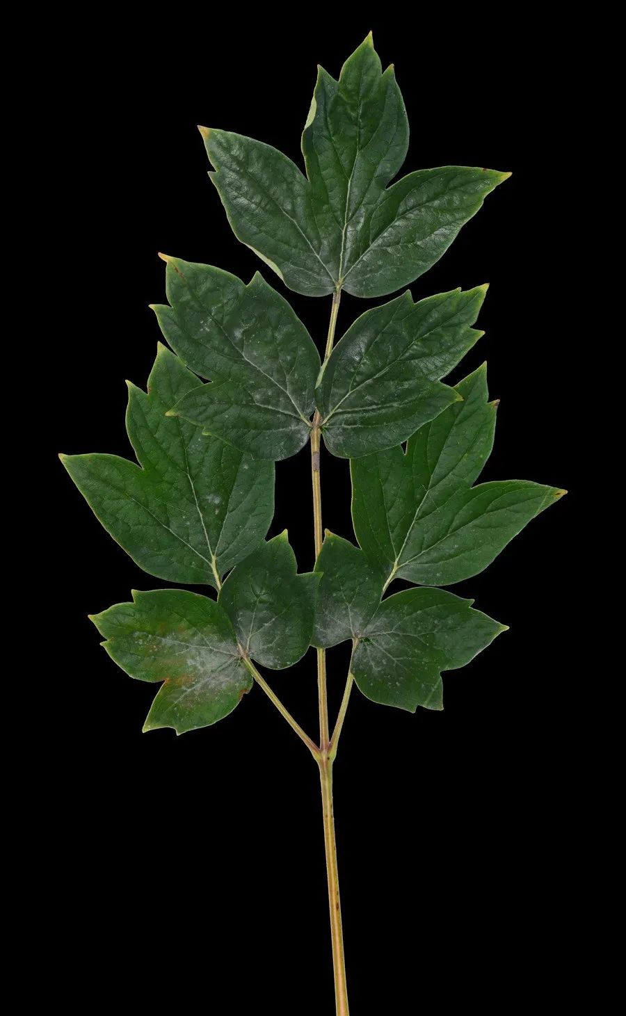 茛_茛菪这个字怎么读_茛菪